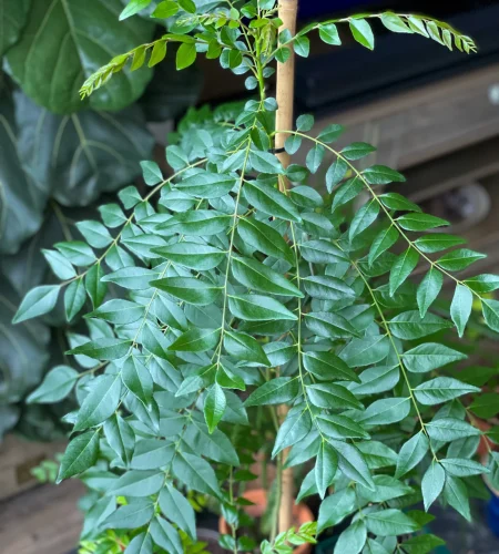 curry leafs plant
